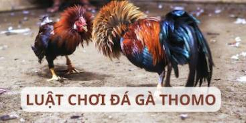 Bật mí luật chơi đá gà Thomo tại Fabet dành cho tân binh