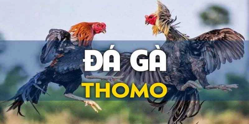 Đá Gà Thomo - Đấu Trường Sôi Động Ăn Khách Số 1 Tại Fabet